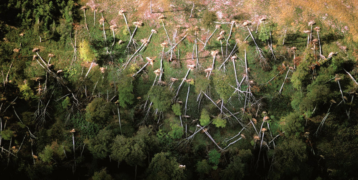 Fallen Trees