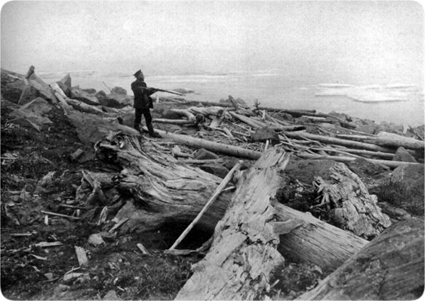 'Fossil' Forest