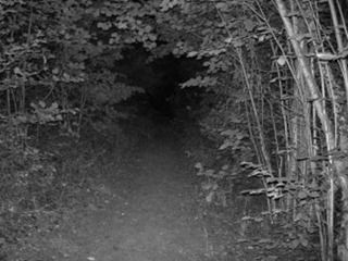 Clapham Wood
