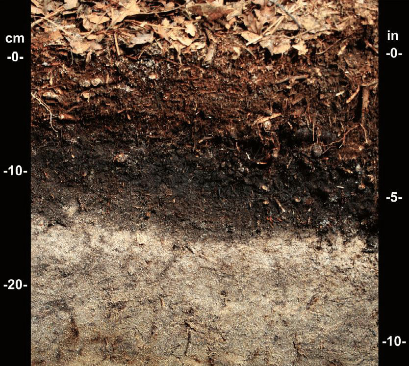 Peat Layers