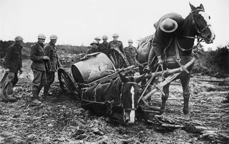 War horses